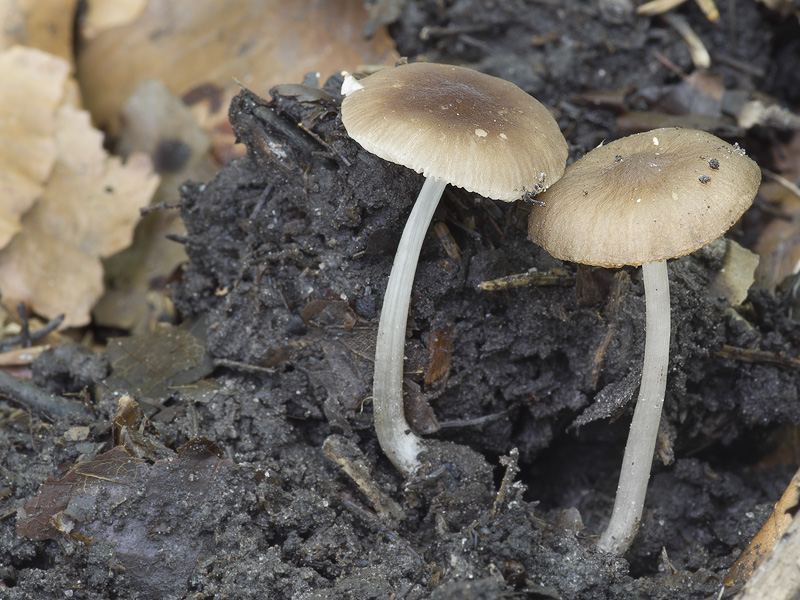 Pluteus nanus